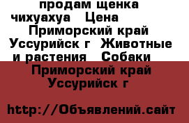 продам щенка  чихуахуа › Цена ­ 10 000 - Приморский край, Уссурийск г. Животные и растения » Собаки   . Приморский край,Уссурийск г.